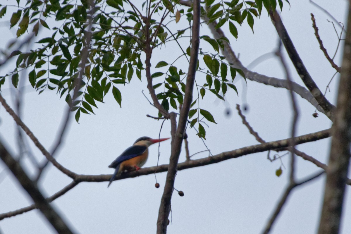 Black-capped Kingfisher - ML311972521