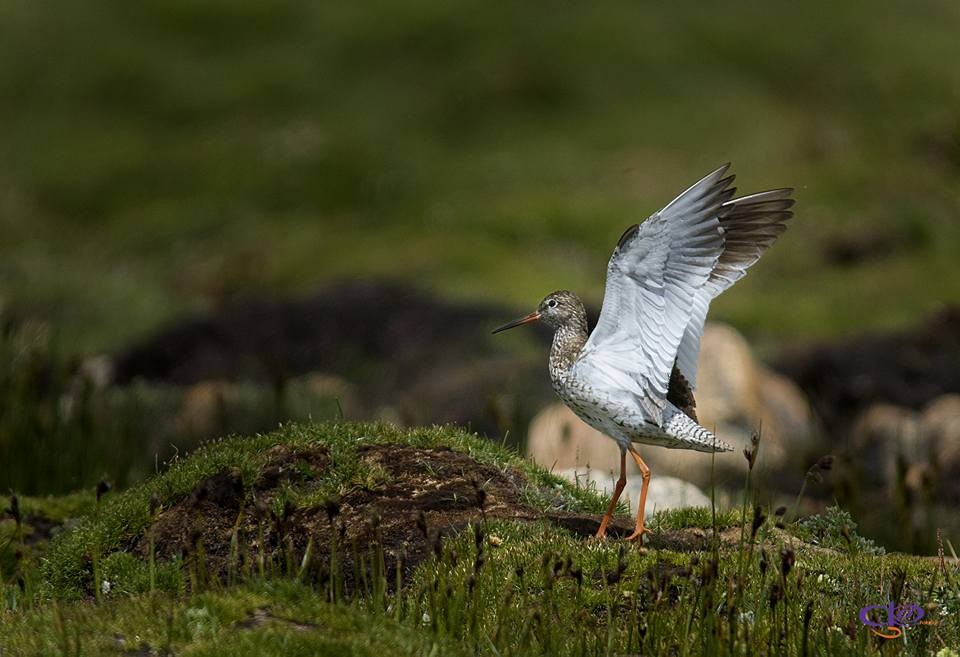 Common Redshank - ML311973961