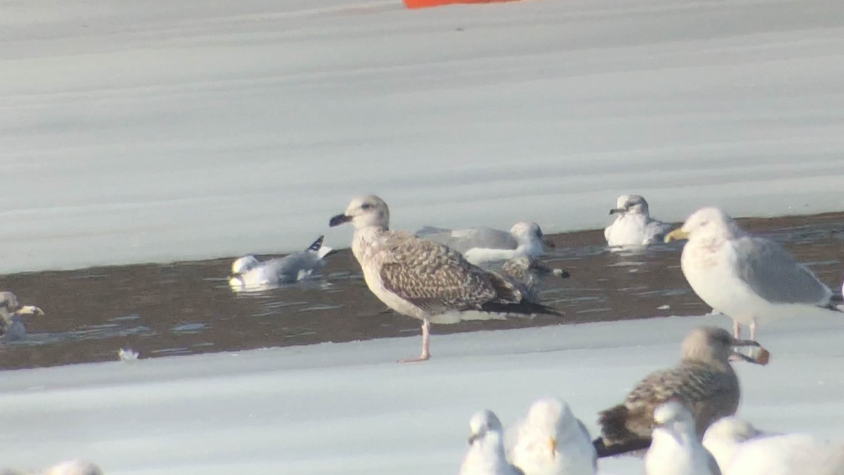 Lesser Black-backed Gull - ML311974071