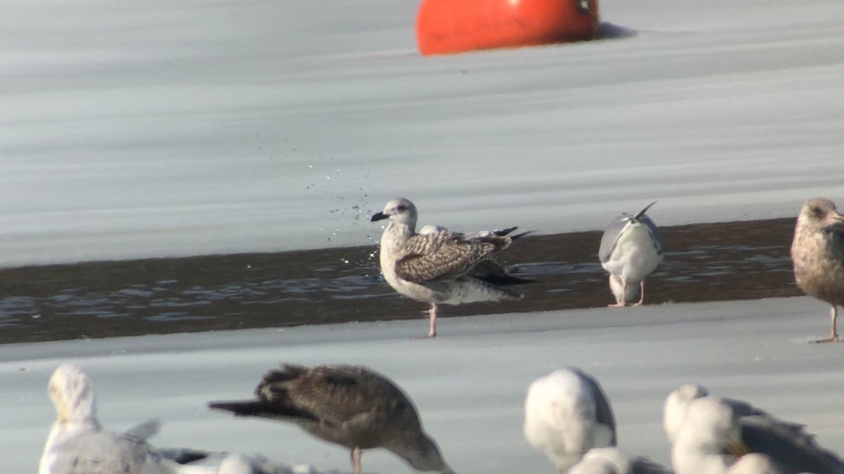 Lesser Black-backed Gull - ML311974081