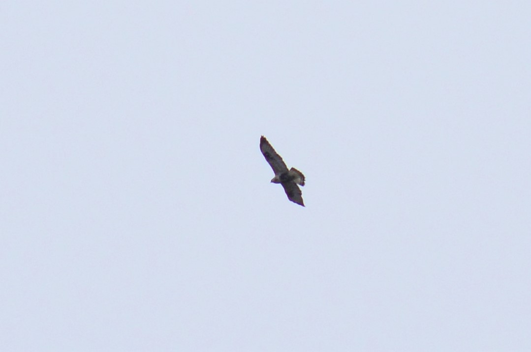 Common Buzzard - ML311975891