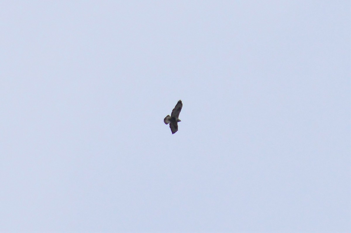 Common Buzzard - ML311975921