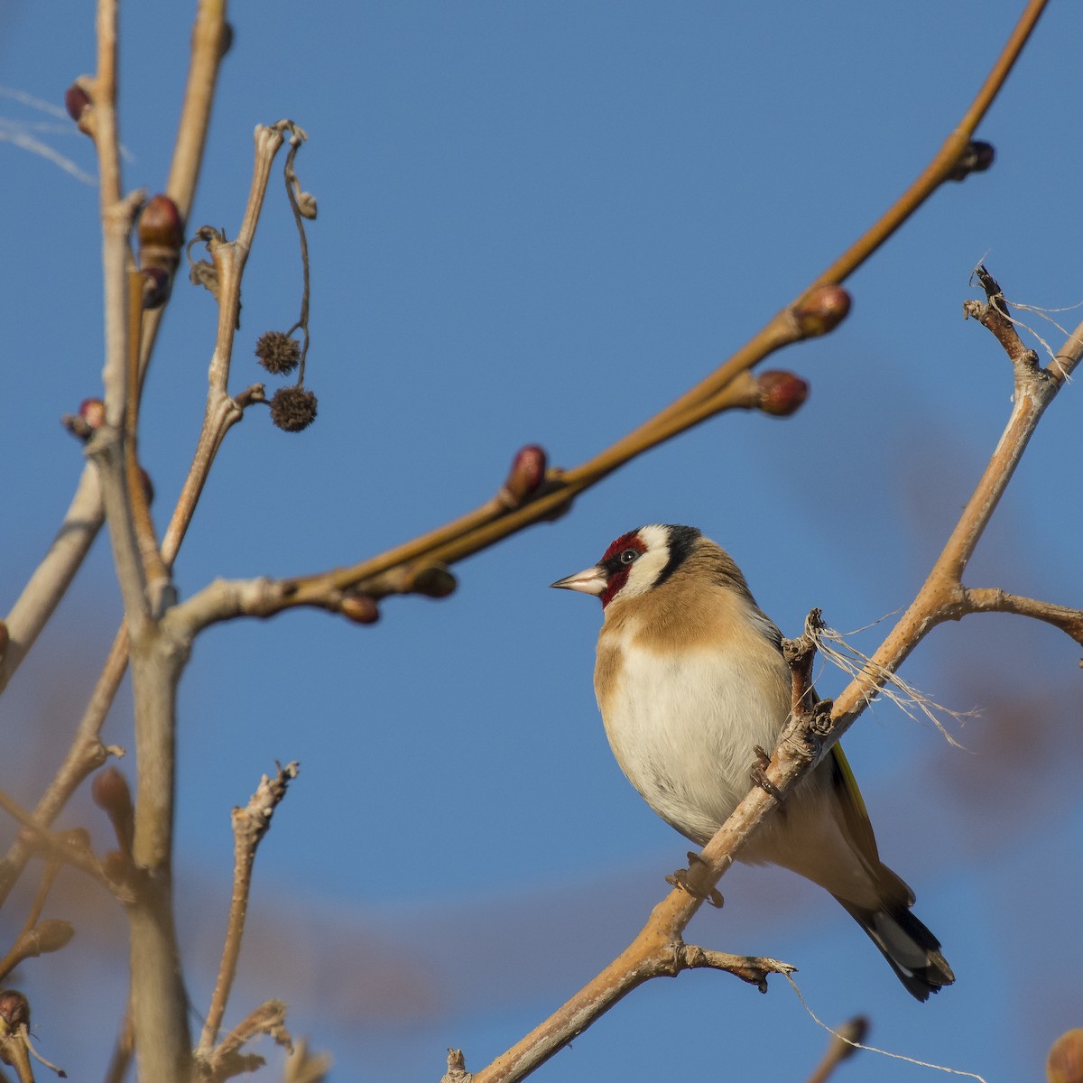 European Goldfinch - ML311977061