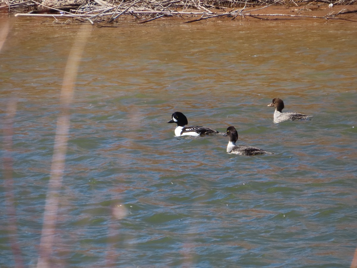 Barrow's Goldeneye - carolyn spidle