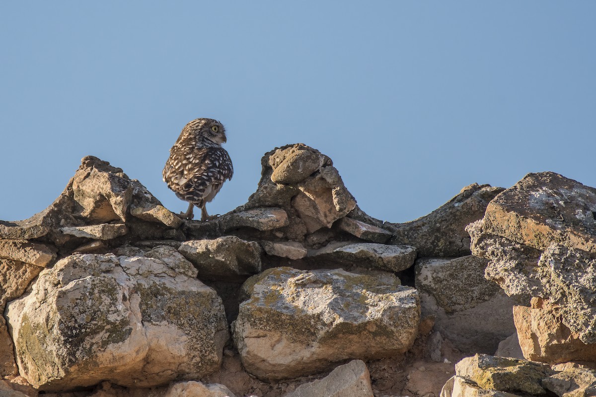 Little Owl - ML311977661