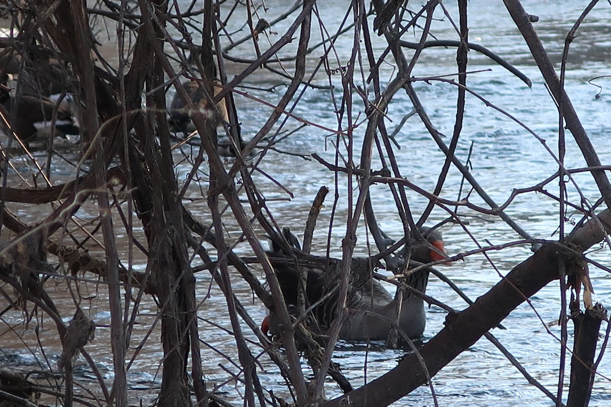 Graylag Goose (Domestic type) - ML311978221