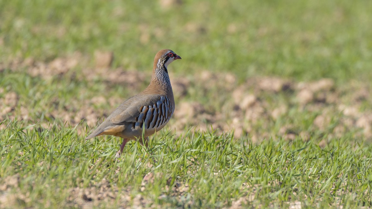 Red-legged Partridge - ML311978261