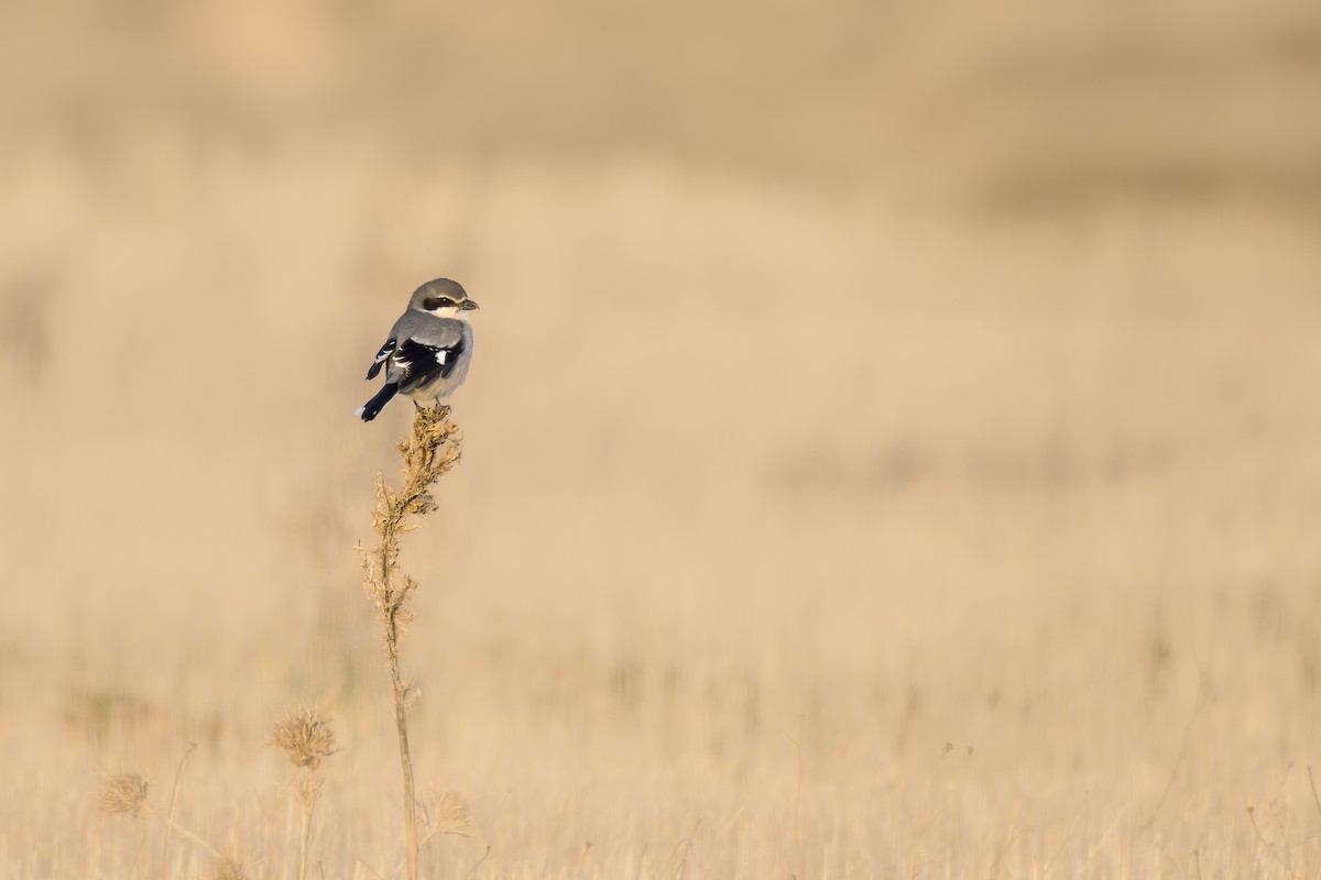 Iberian Gray Shrike - ML311978431