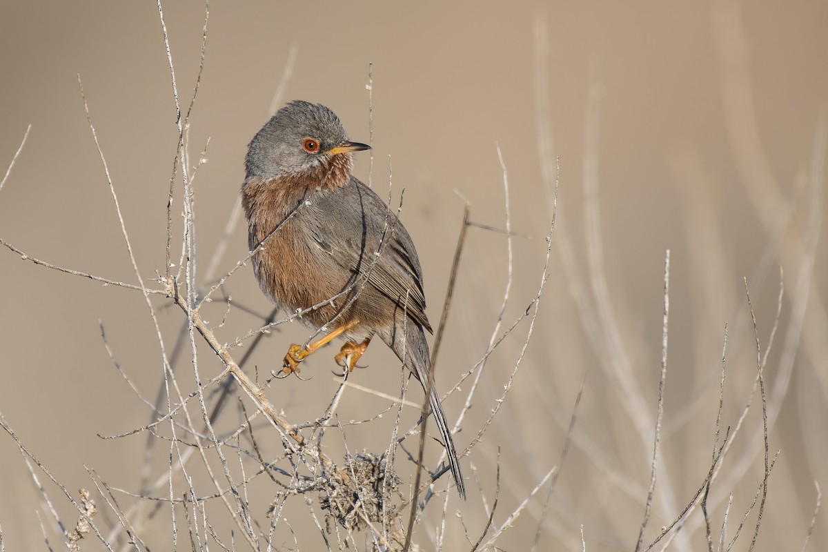 Dartford Warbler - ML311978991