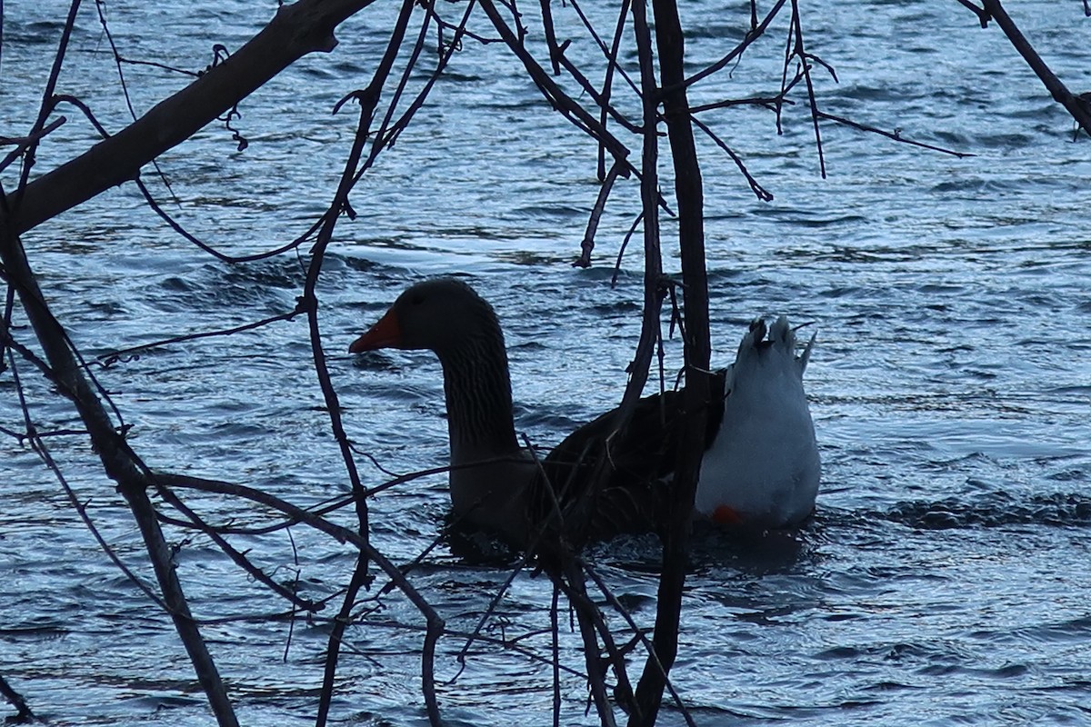 Graylag Goose (Domestic type) - ML311979091