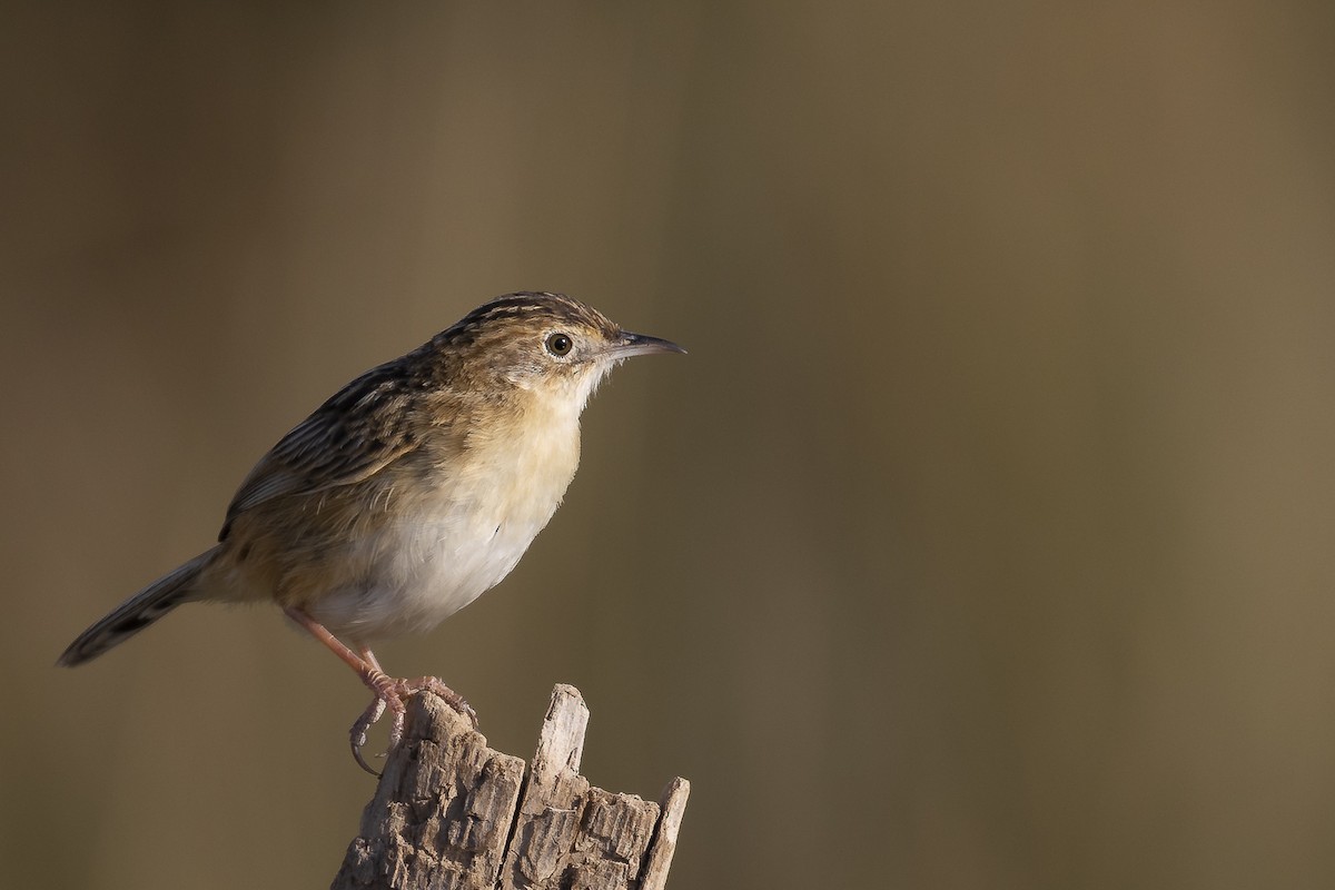 Zitting Cisticola - ML311979781