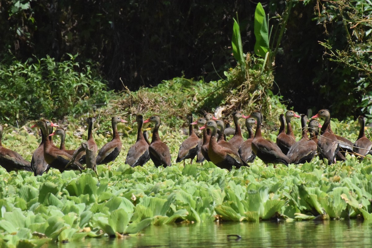 Black-bellied Whistling-Duck - ML311983721