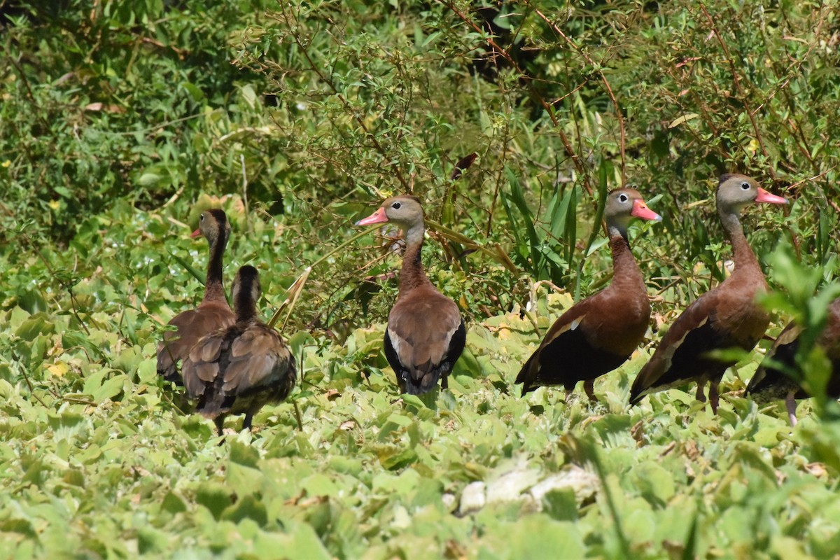 Black-bellied Whistling-Duck - ML311983761