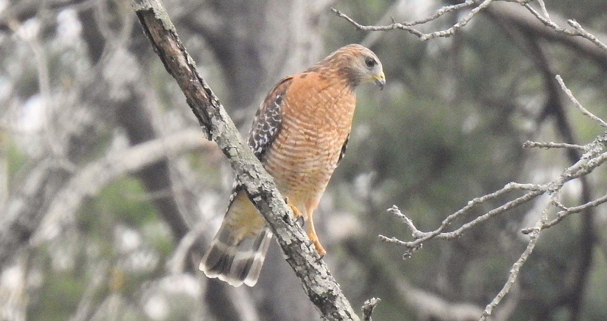 Red-shouldered Hawk - ML311986591