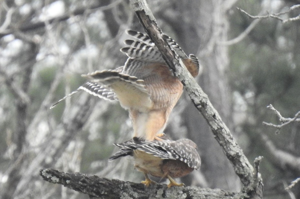 Red-shouldered Hawk - ML311986601