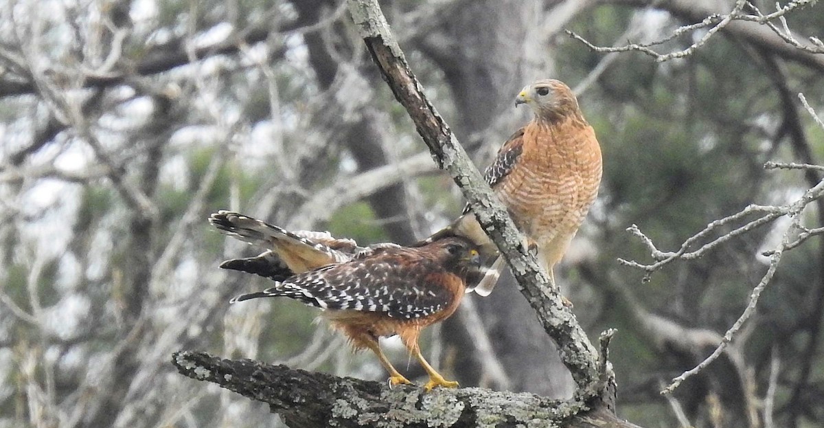 Red-shouldered Hawk - ML311986611