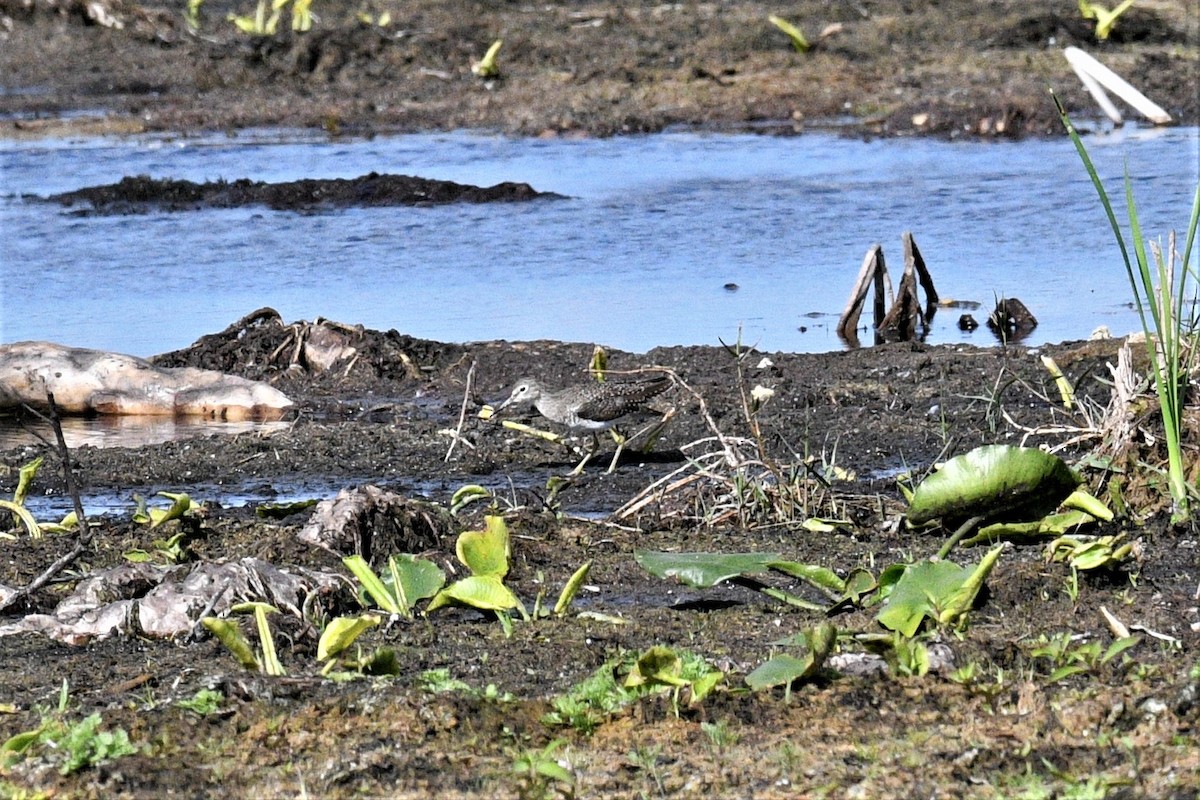 Solitary Sandpiper - ML311989961