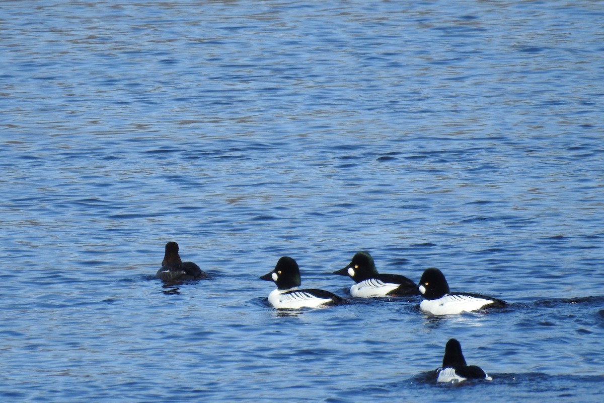 Common Goldeneye - ML311991241