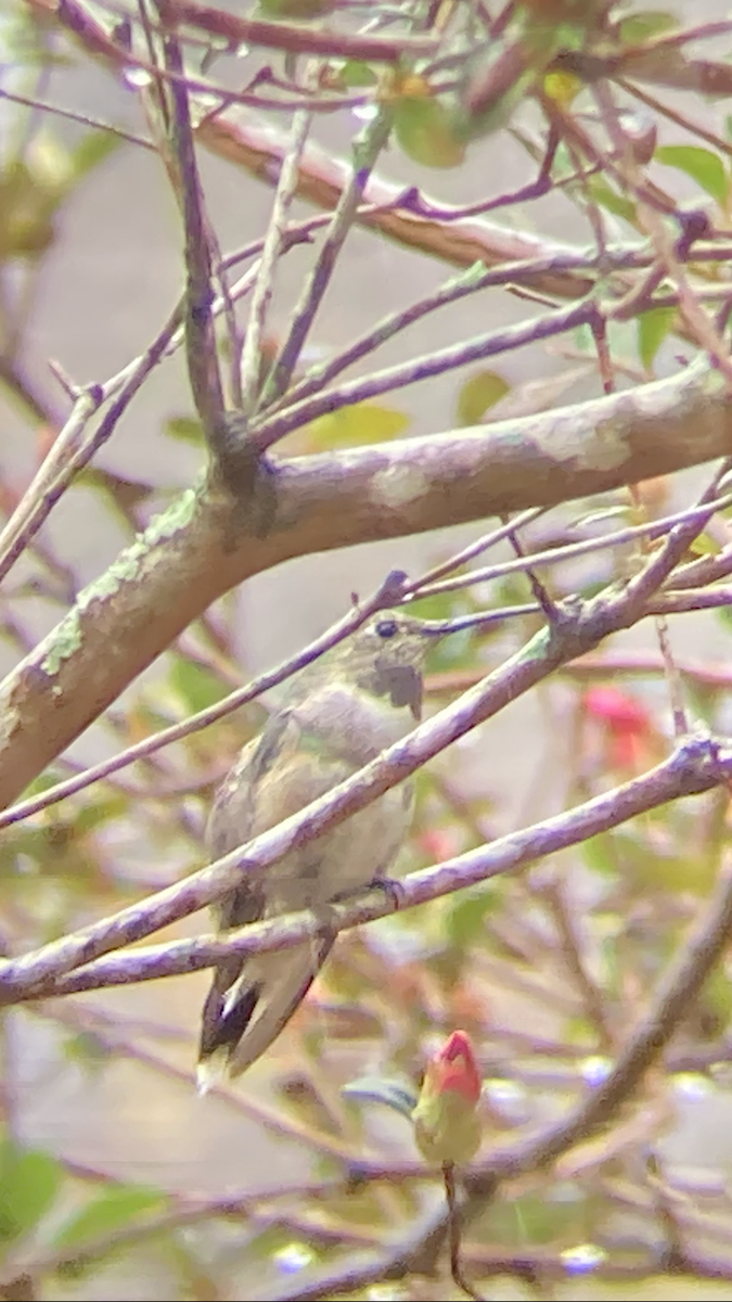 Broad-tailed Hummingbird - Craig Litteken