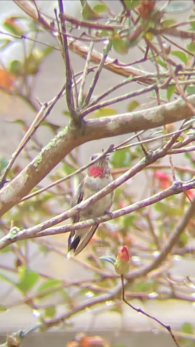 Broad-tailed Hummingbird - Craig Litteken