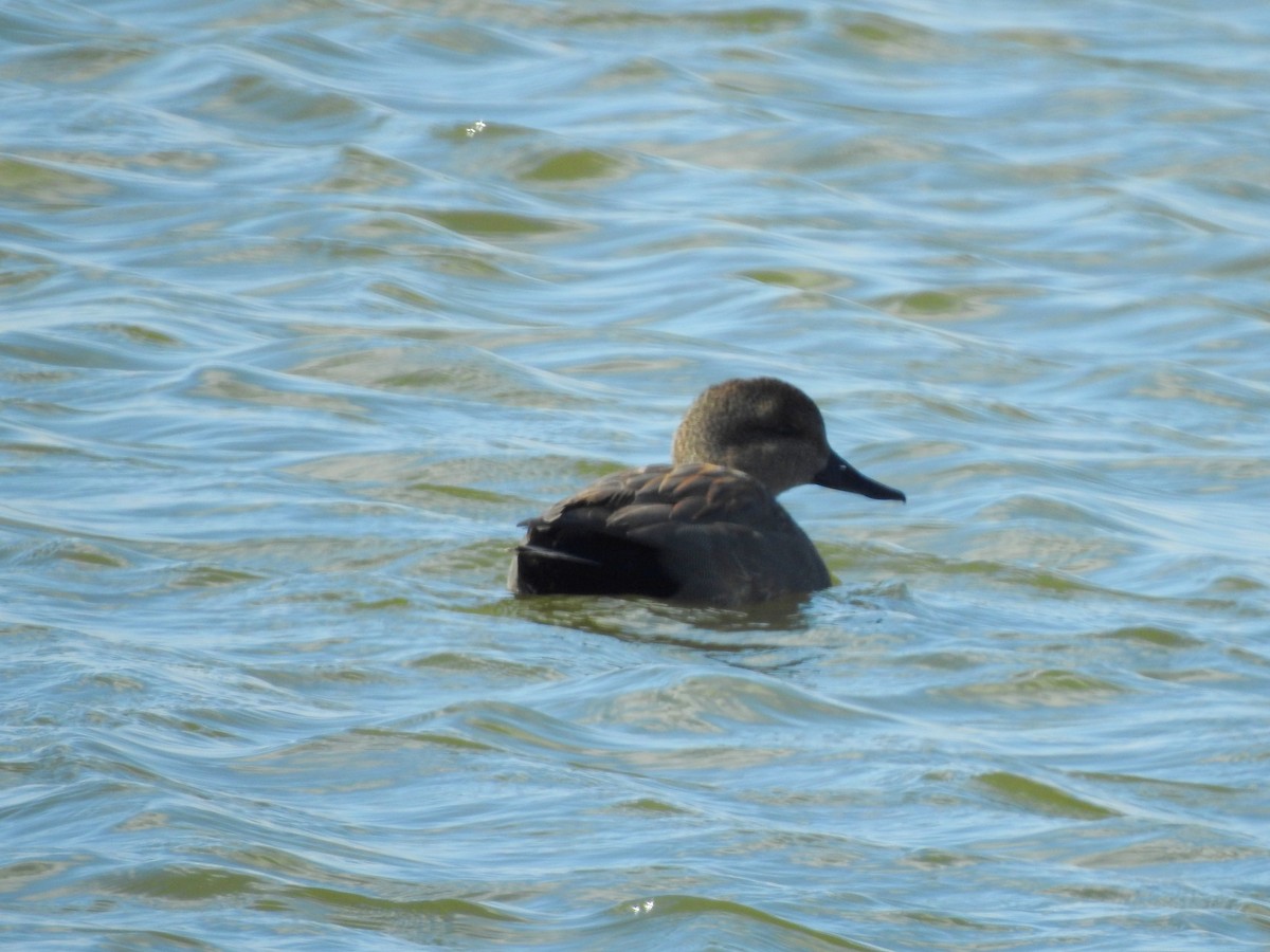 Gadwall - ML311992971