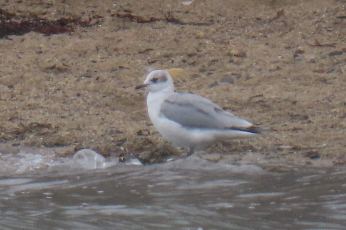 Black-headed x Ring-billed Gull (hybrid) - ML311995441