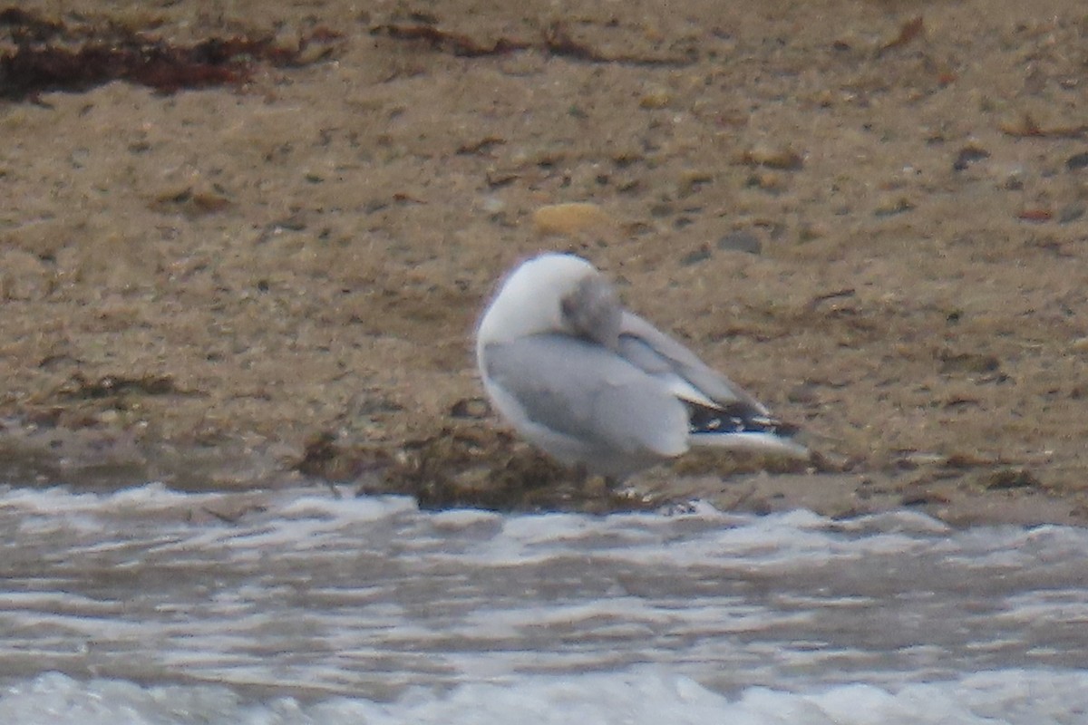 Black-headed x Ring-billed Gull (hybrid) - ML311995451