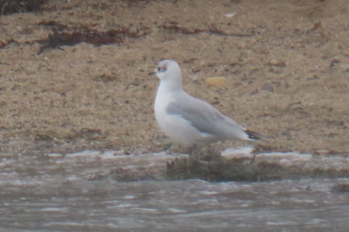 Black-headed x Ring-billed Gull (hybrid) - ML311995461