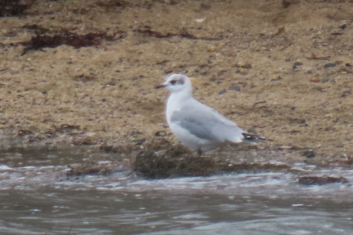 Black-headed x Ring-billed Gull (hybrid) - ML311995471