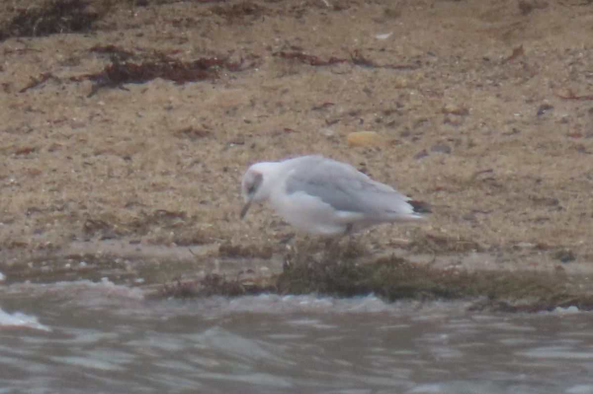 Black-headed x Ring-billed Gull (hybrid) - ML311995481
