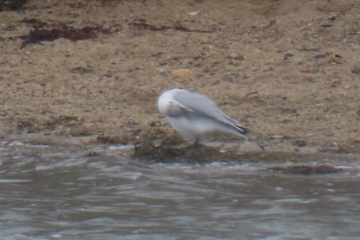 Black-headed x Ring-billed Gull (hybrid) - ML311995511