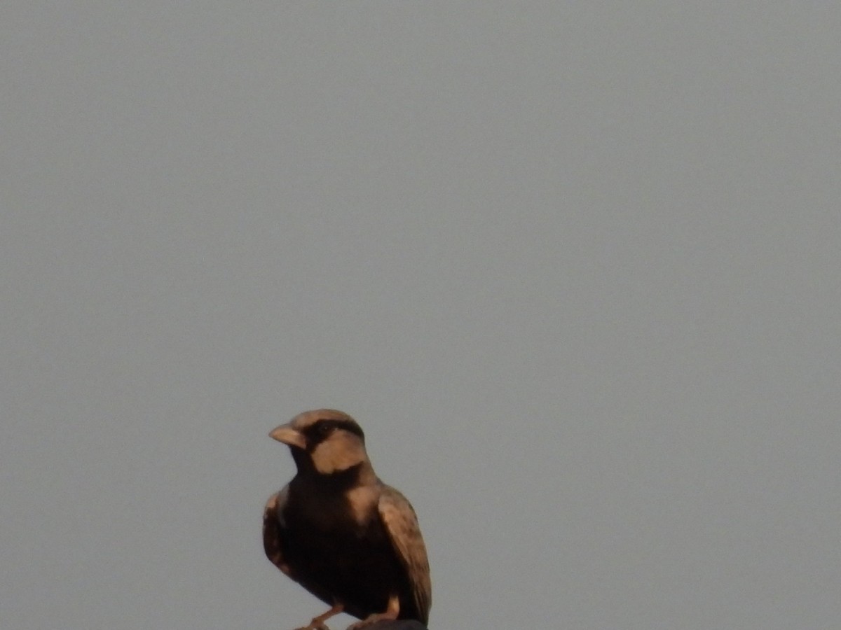 Ashy-crowned Sparrow-Lark - ML311997341