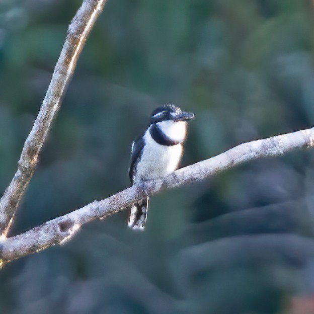 Pied Puffbird - ML311998041