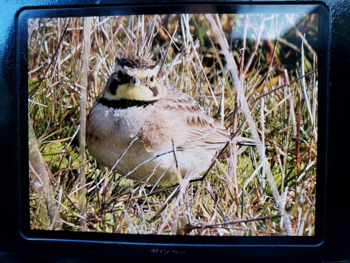 Horned Lark - ML311998381