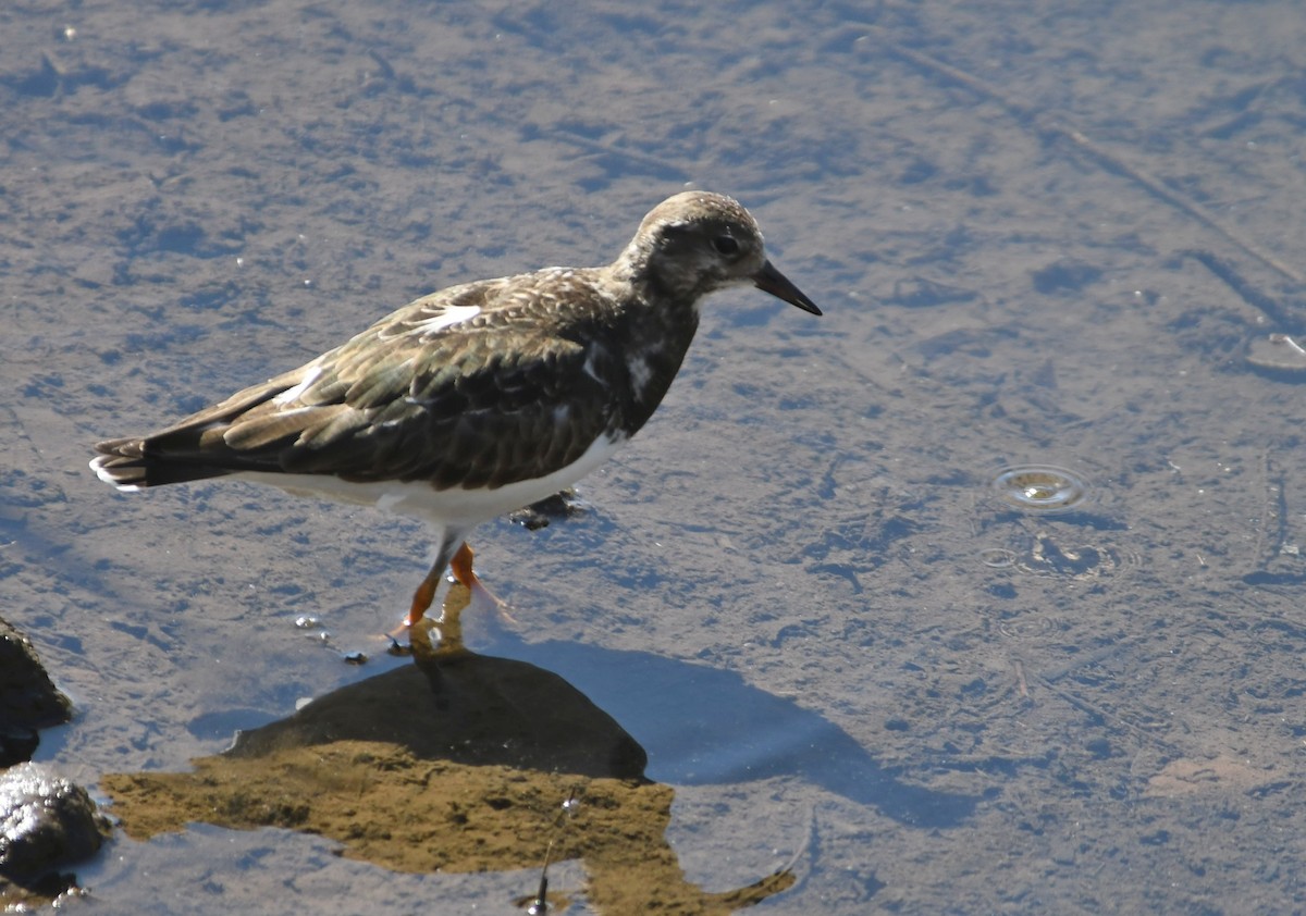 Ruddy Turnstone - ML311999161