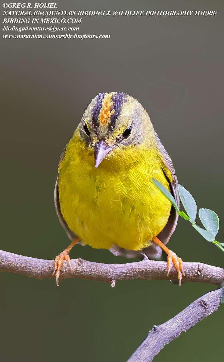 Golden-crowned Warbler (Stripe-crowned) - Greg Homel
