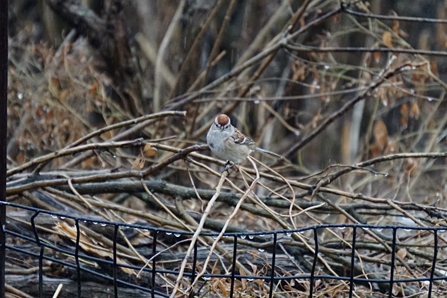 American Tree Sparrow - ML311999881