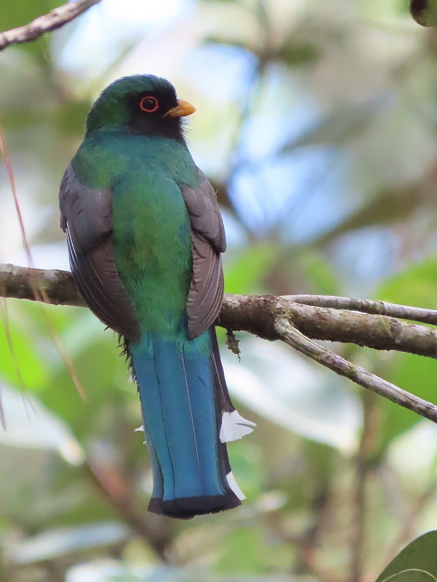 Mountain Trogon - Alfonso Auerbach