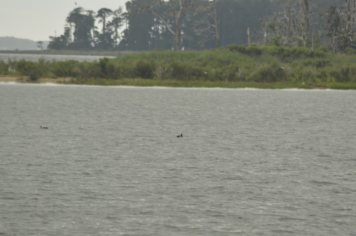 Lesser Scaup - ML31200041