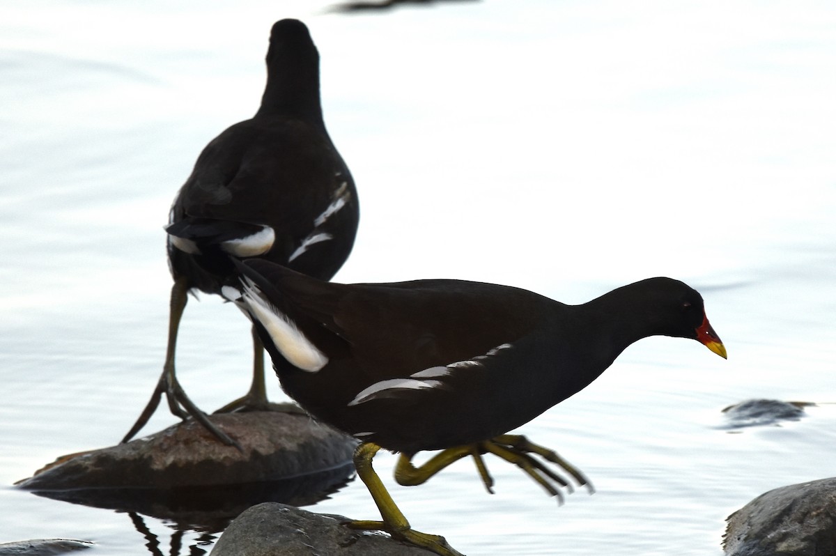 Eurasian Moorhen - Blair Whyte