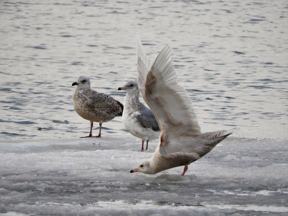 Glaucous Gull - ML312001001