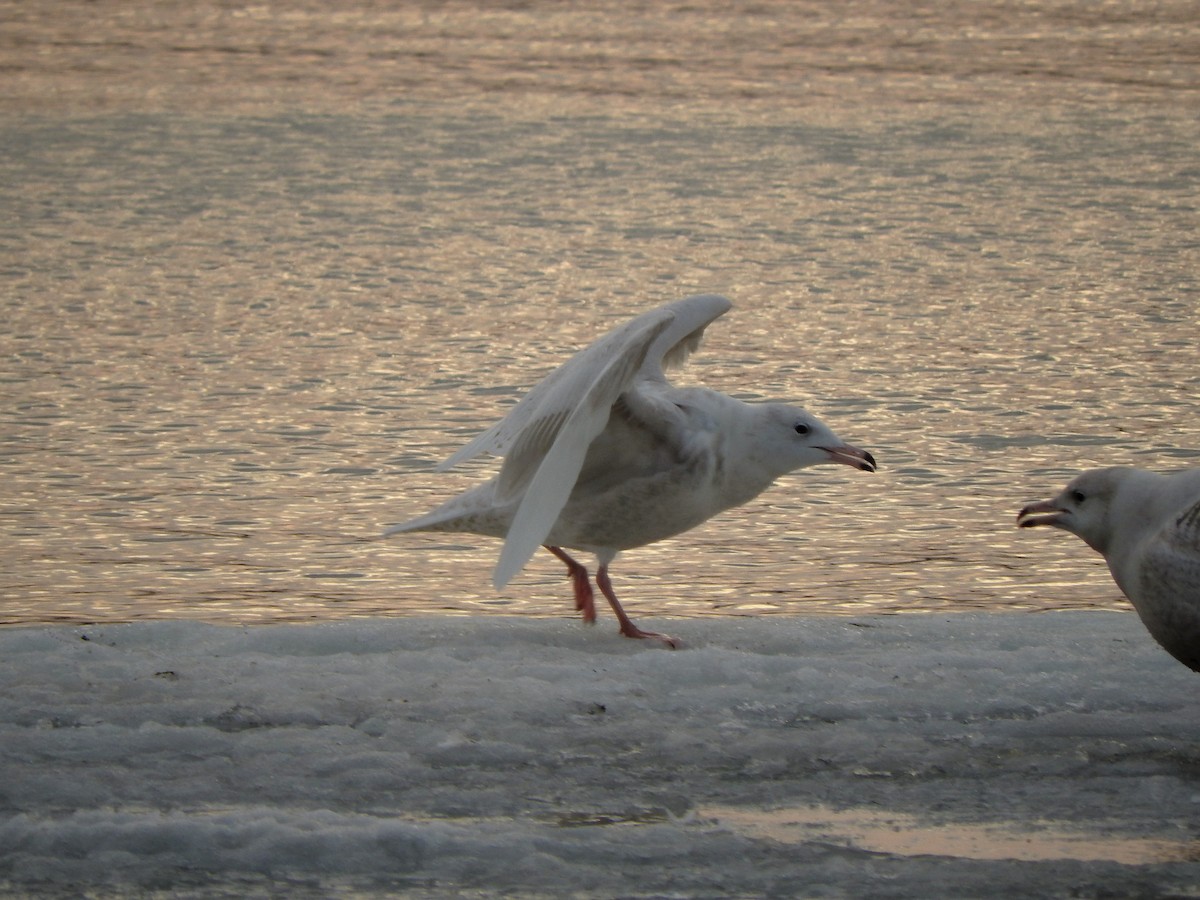 Glaucous Gull - ML312001081