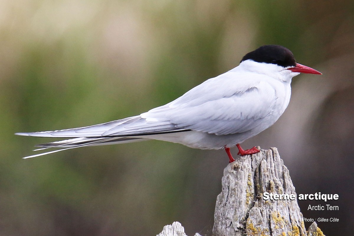 Arctic Tern - ML312001091