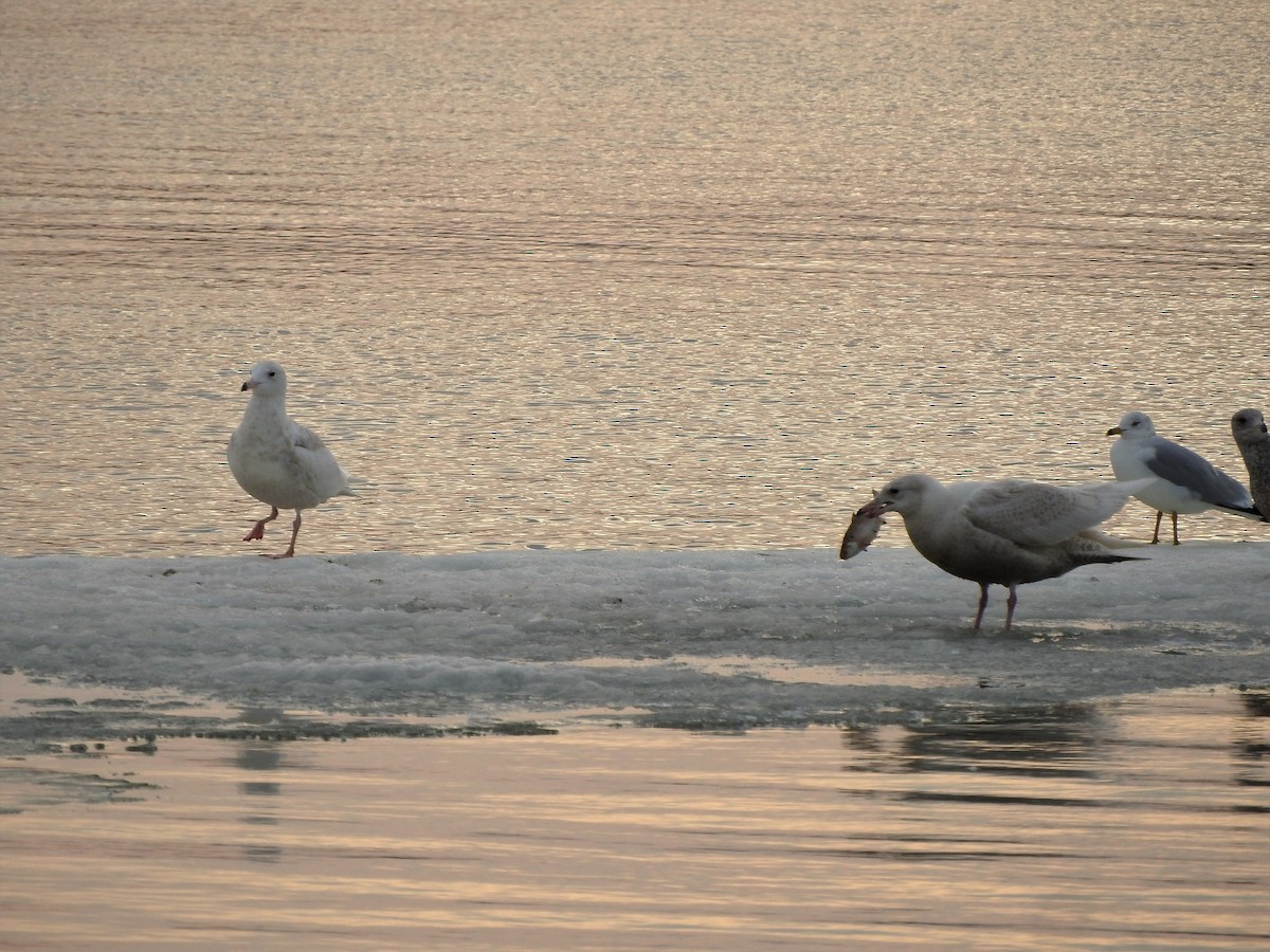 Glaucous Gull - ML312001361