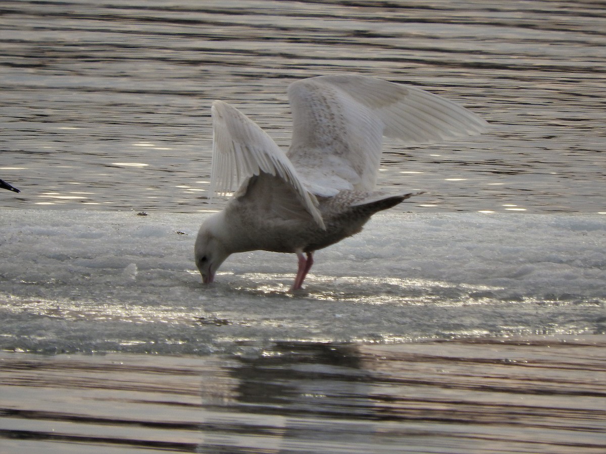 Glaucous Gull - Brian Marra