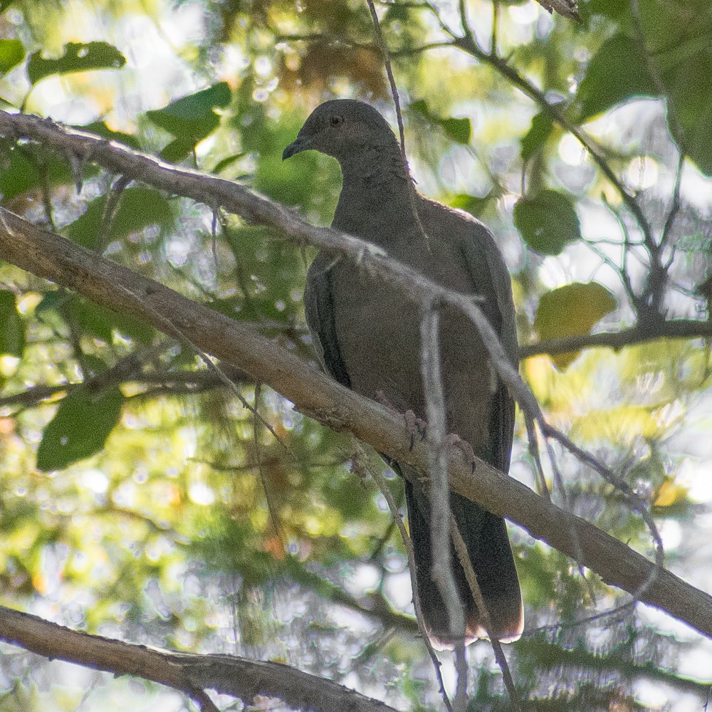 Chilean Pigeon - ML312004531