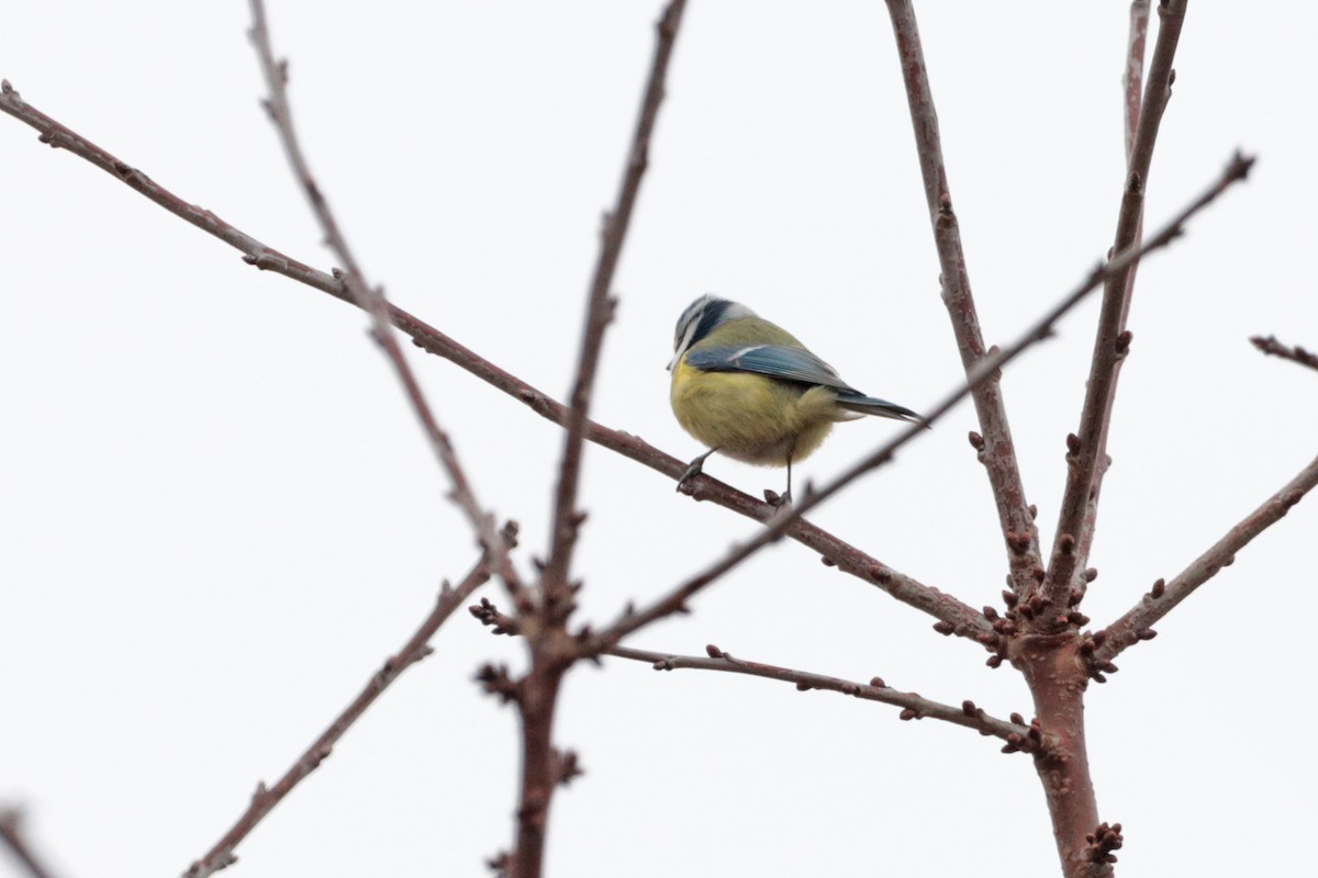 Eurasian Blue Tit - ML312007101