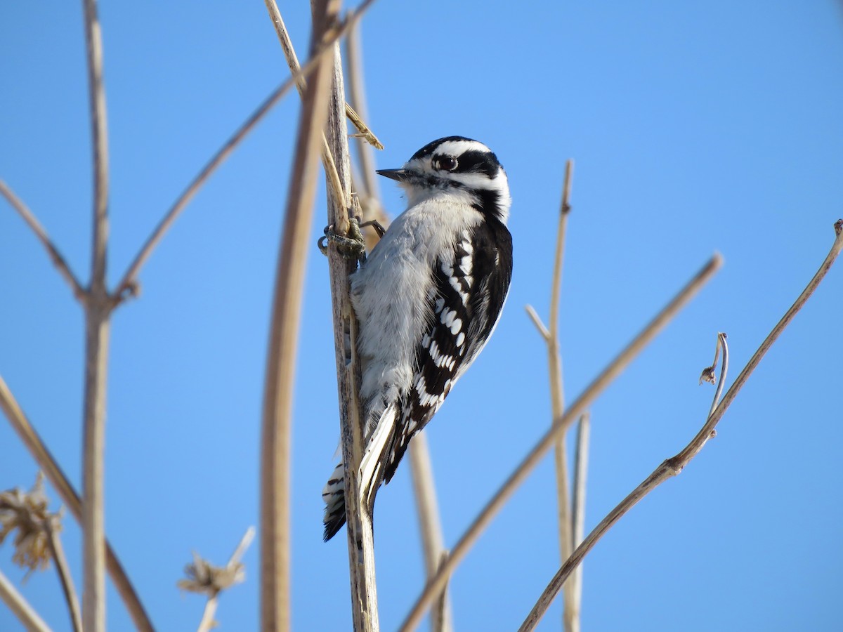 dunspett - ML312009491