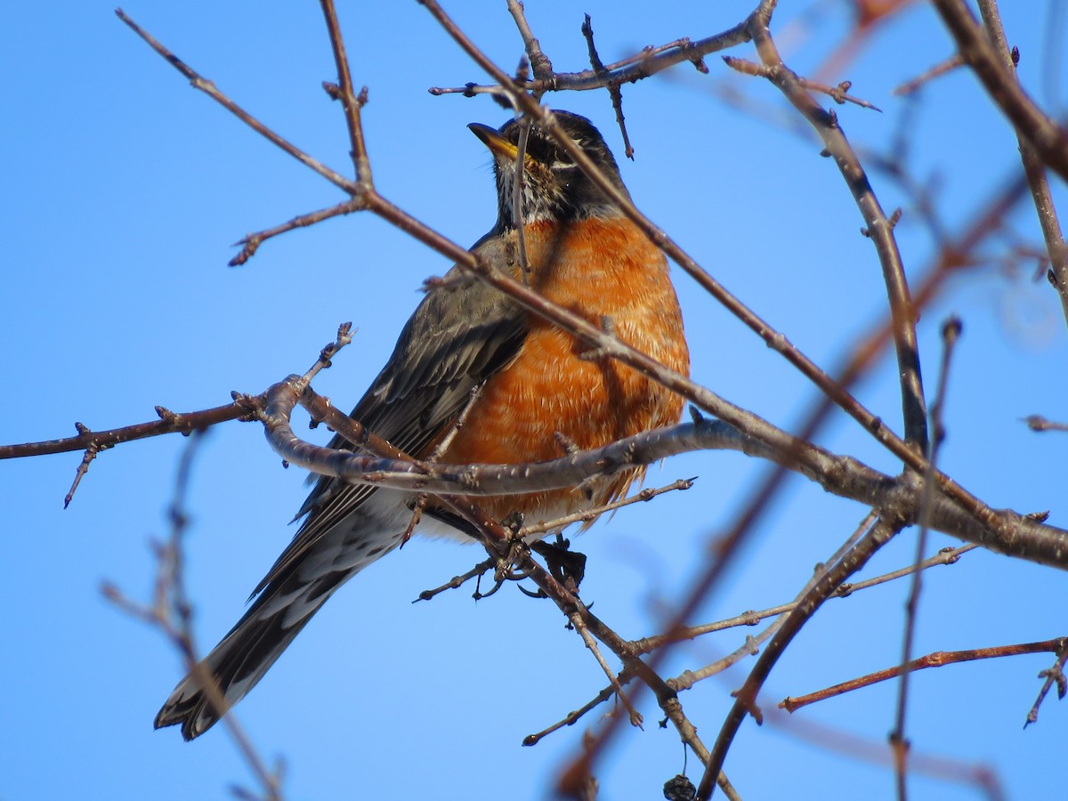 vandretrost - ML312009951