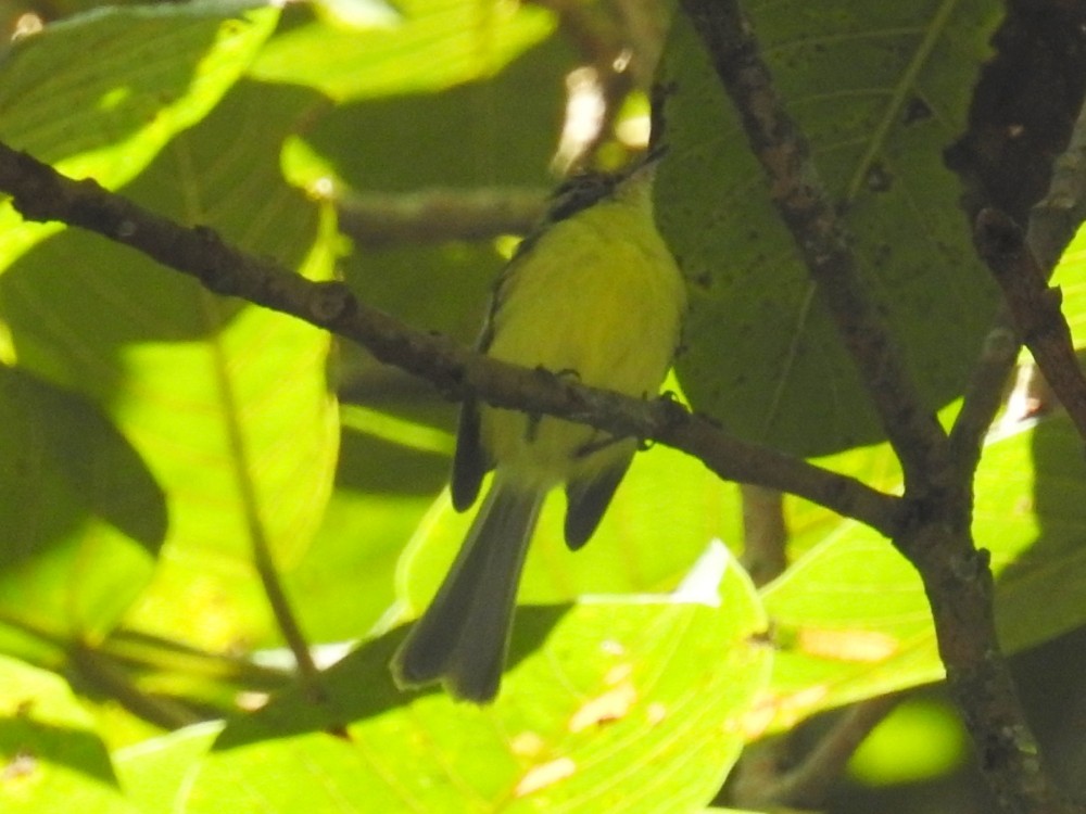 Rufous-lored Tyrannulet - ML312010081